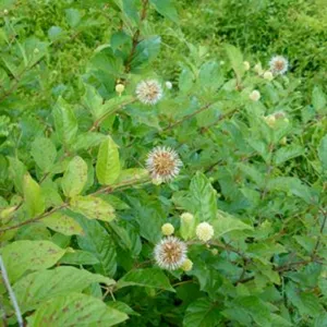 Buttonbush (Cephalanthus occidentalis)