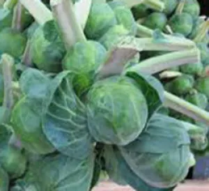 Long Island Improved Brussels Sprouts